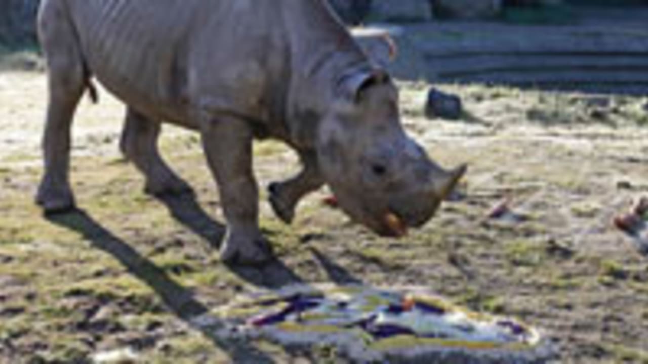 Boone the rhino-130201-Spot.jpg