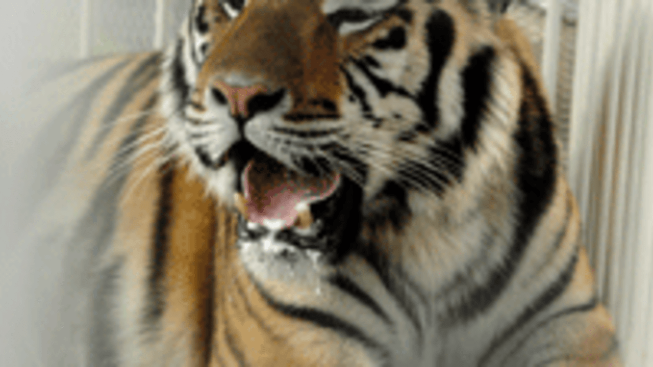 tiger-130911-Spot2.jpg