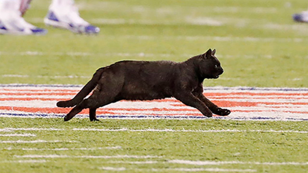 NFL: Black cat that stormed football pitch in the US is still on the run, Offbeat News