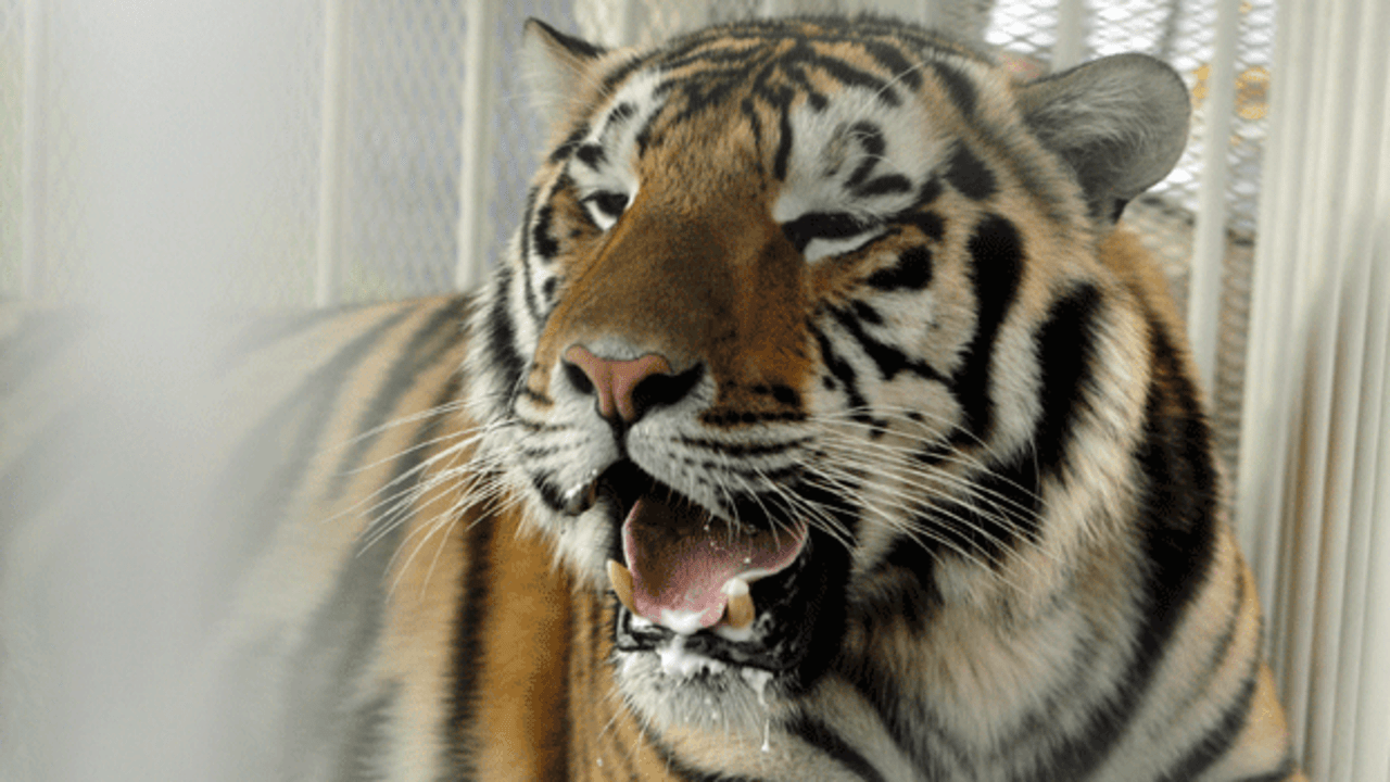 tiger-130911-top.jpg