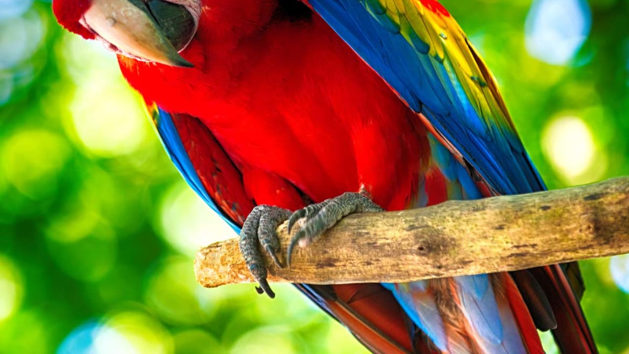 parrot-180423-sl.jpg