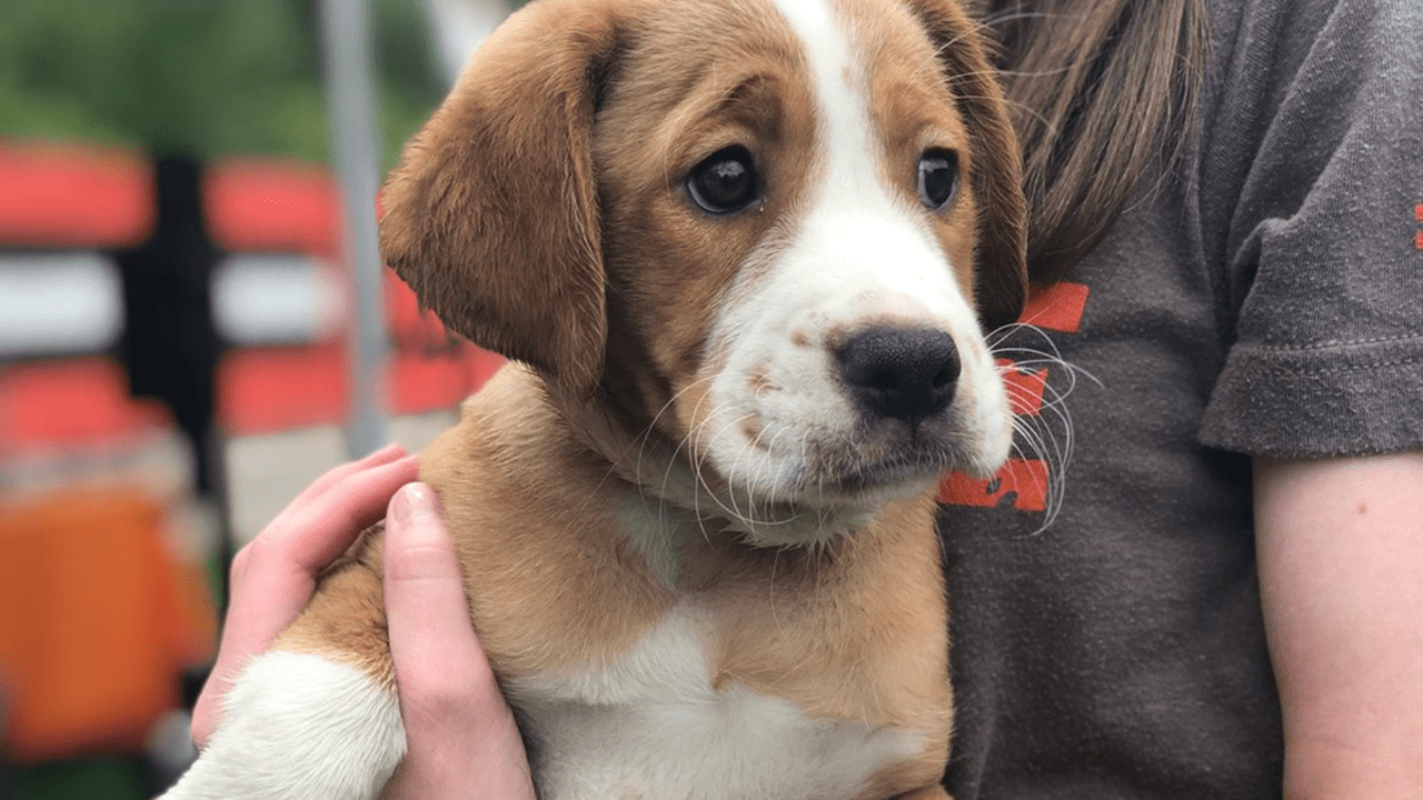 69 Puppies adopted from Puppy Pound at 2022 Browns Training Camp