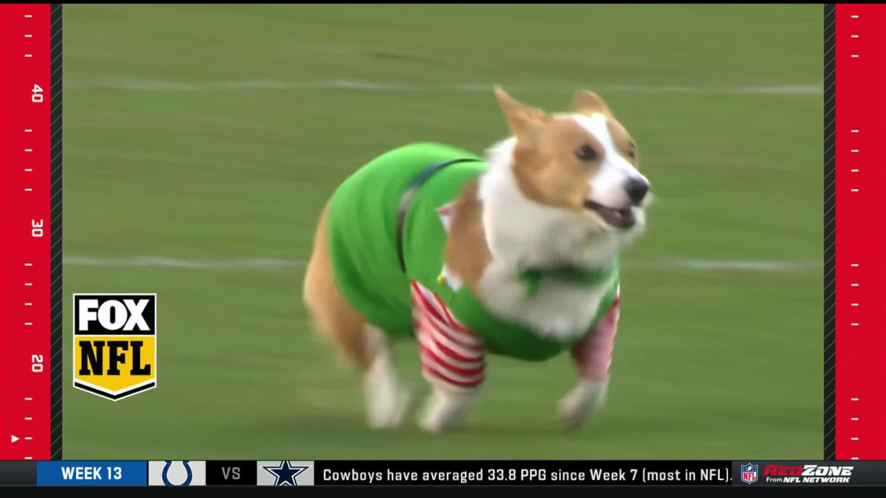 IMAGE DISTRIBUTED FOR NFL - A corgi dog dressed in Los Angeles Rams pet gear  participates in a fashion show at NFL Corgi Beach Day, Saturday, Oct. 28,  2017 in Huntington Beach