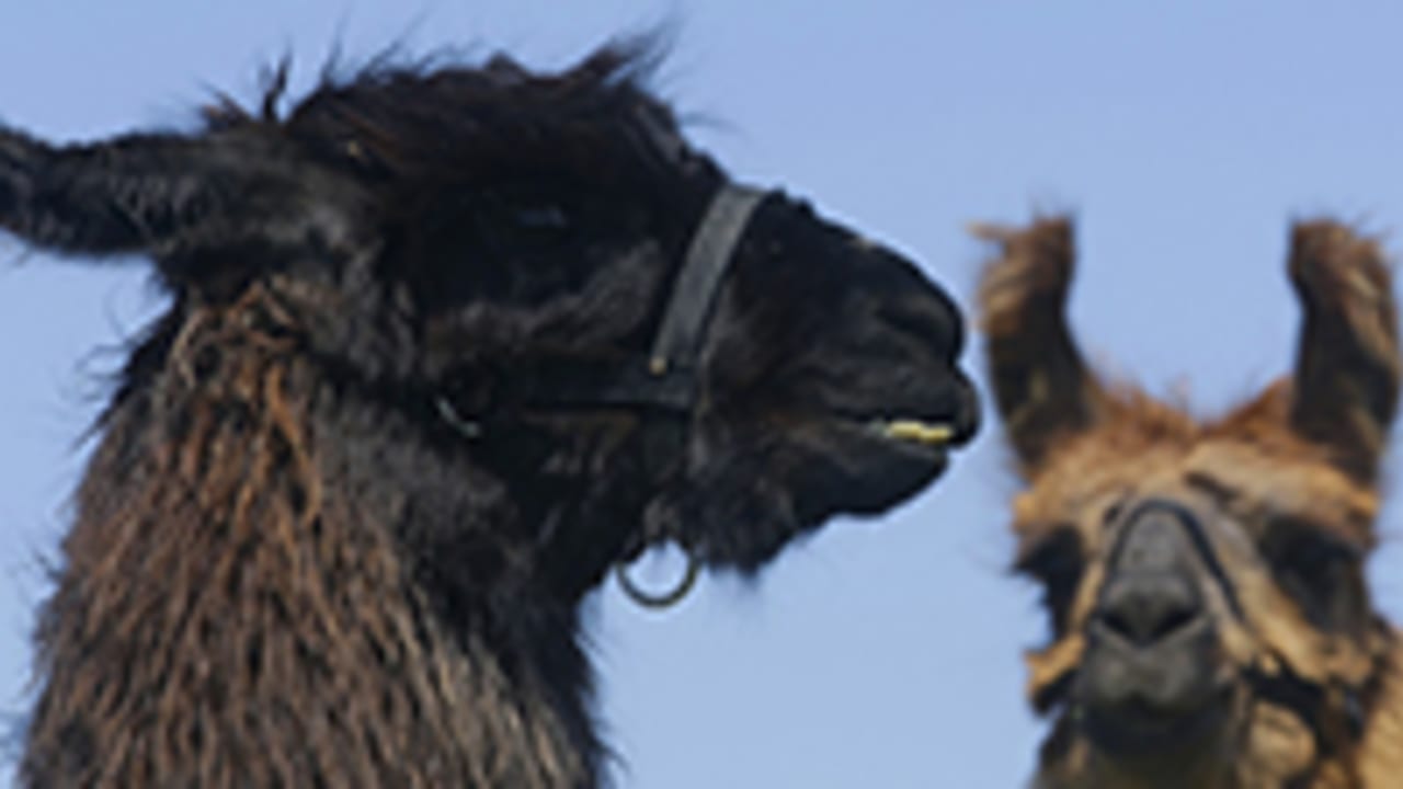 llamas