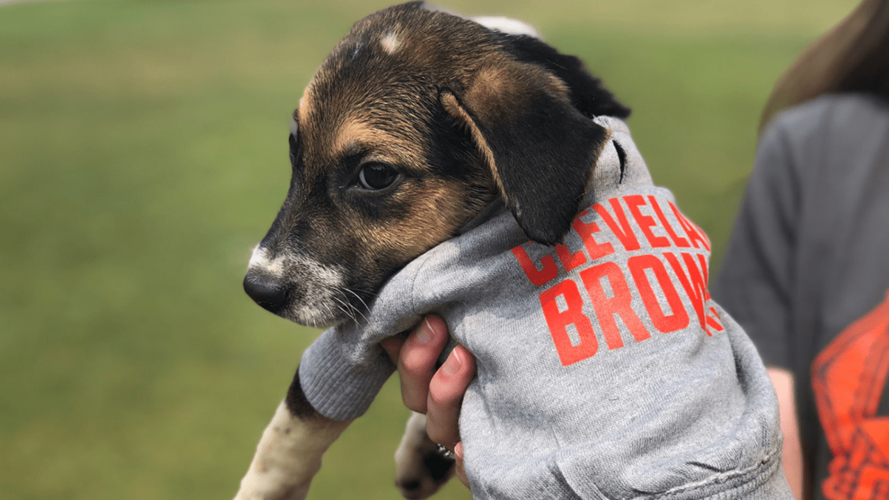 In the dog days of summer, the Cleveland Browns' puppy adoption