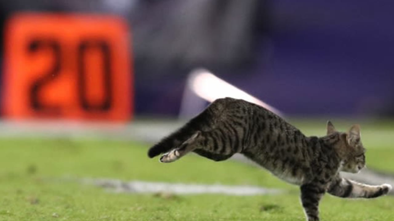 catthumb