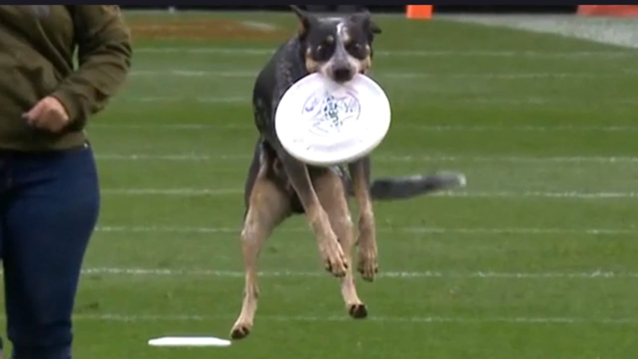 Dogs catch frisbees during TexansBroncos at halftime