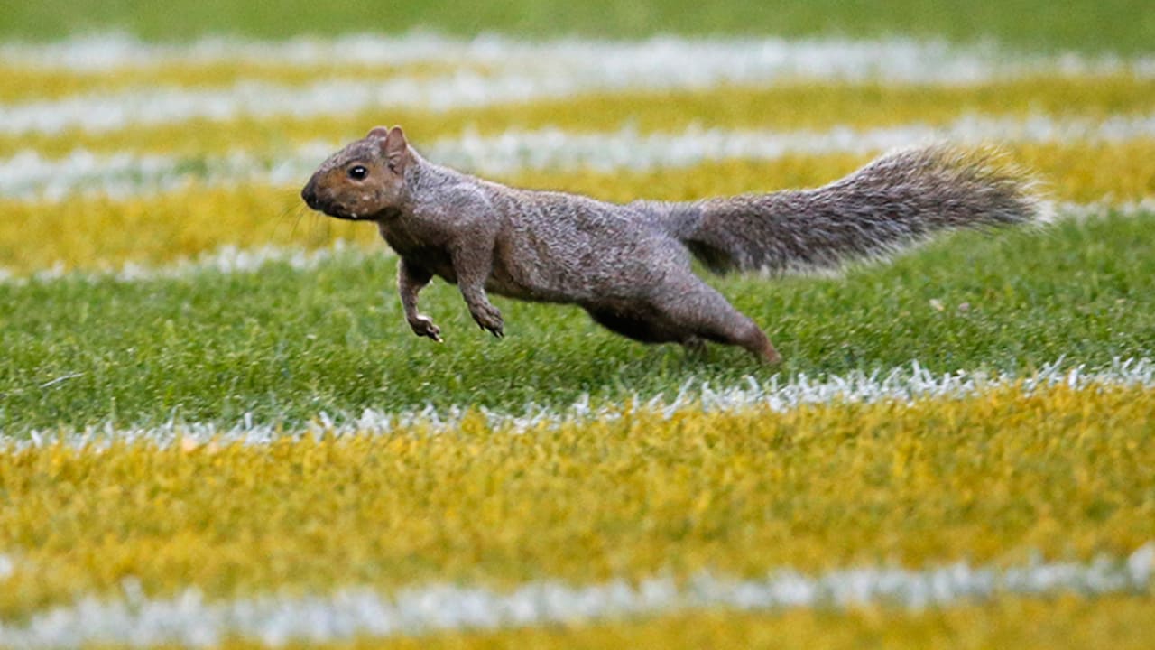 Lambeau-Squirrel--161106-sl.jpg