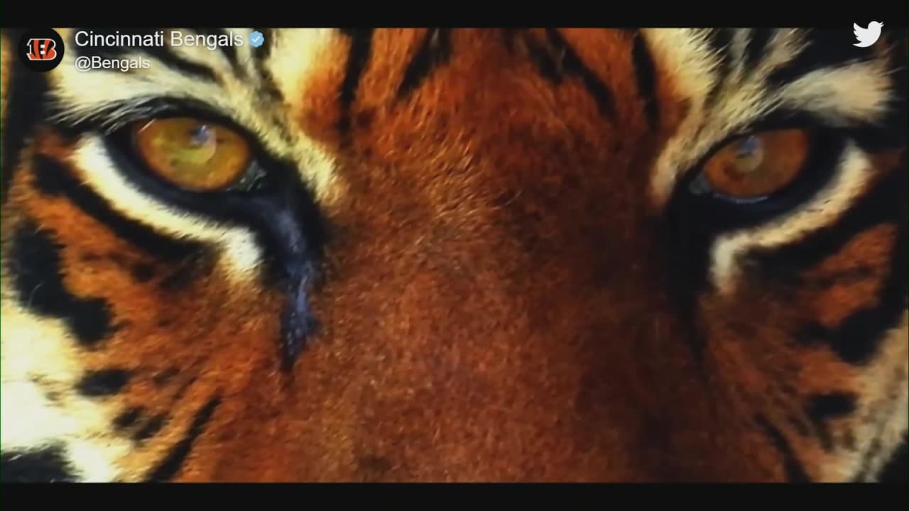 Cincinnati to wear white Bengal tiger uniforms, helmets in Pittsburgh