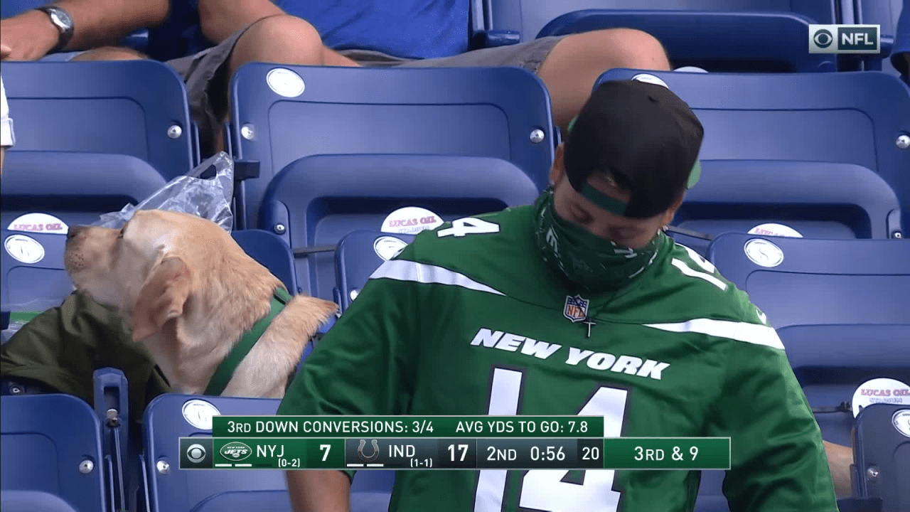 golden retriever español