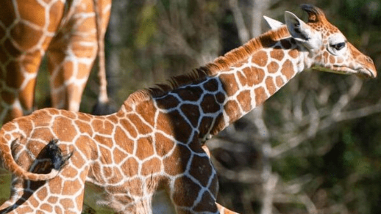 Baton Rouge Zoo names baby giraffe Burreaux after LSU's Joe Burrow 