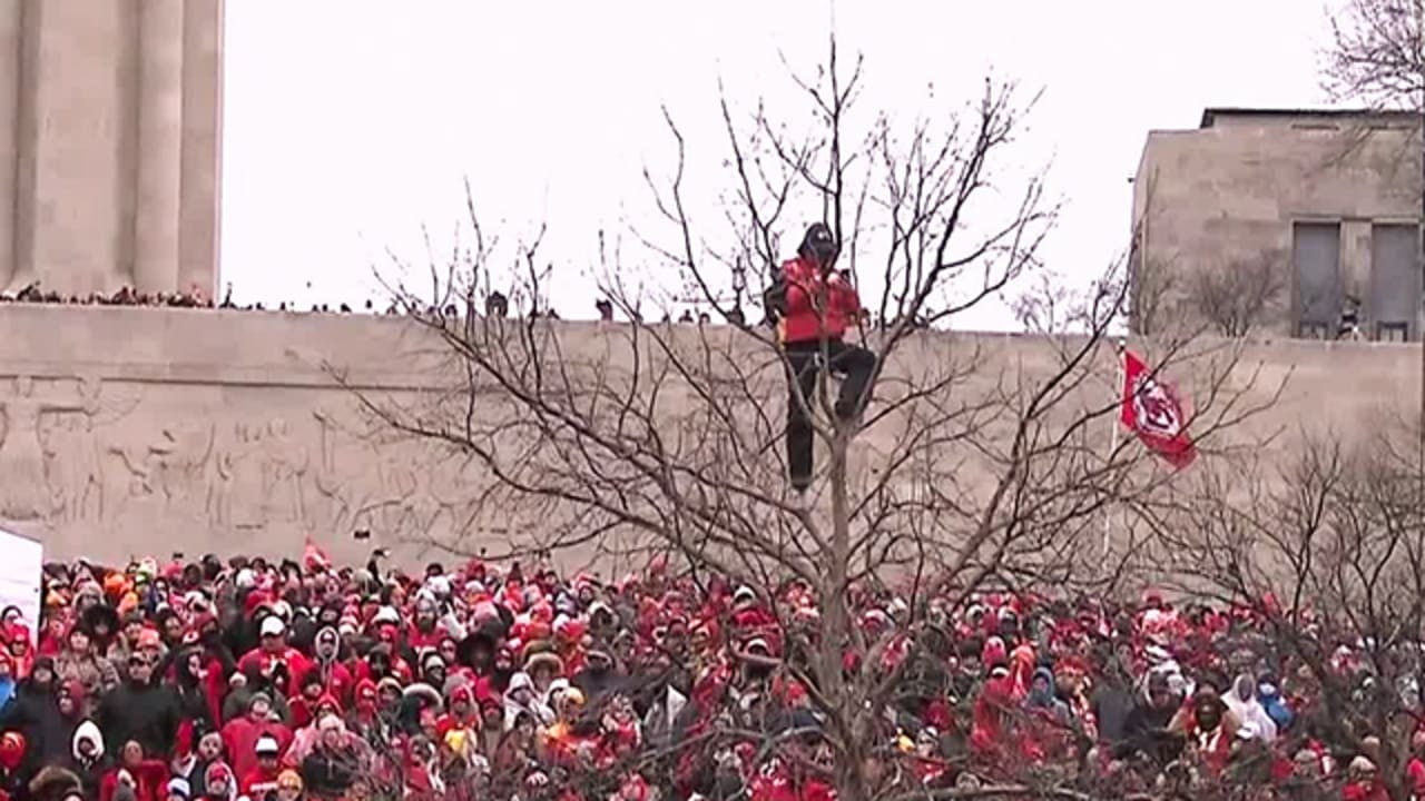 Fan watches Kansas City Chiefs' Super Bowl LIV victory parade from a tree