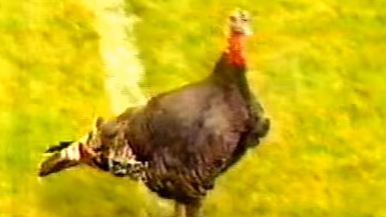 turkey-photo-2-110716