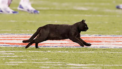 How did the Monday Night Football Cat get on the field?