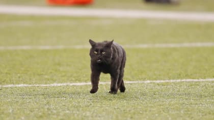 Black Cat Scares Away Giants Offense During Mnf