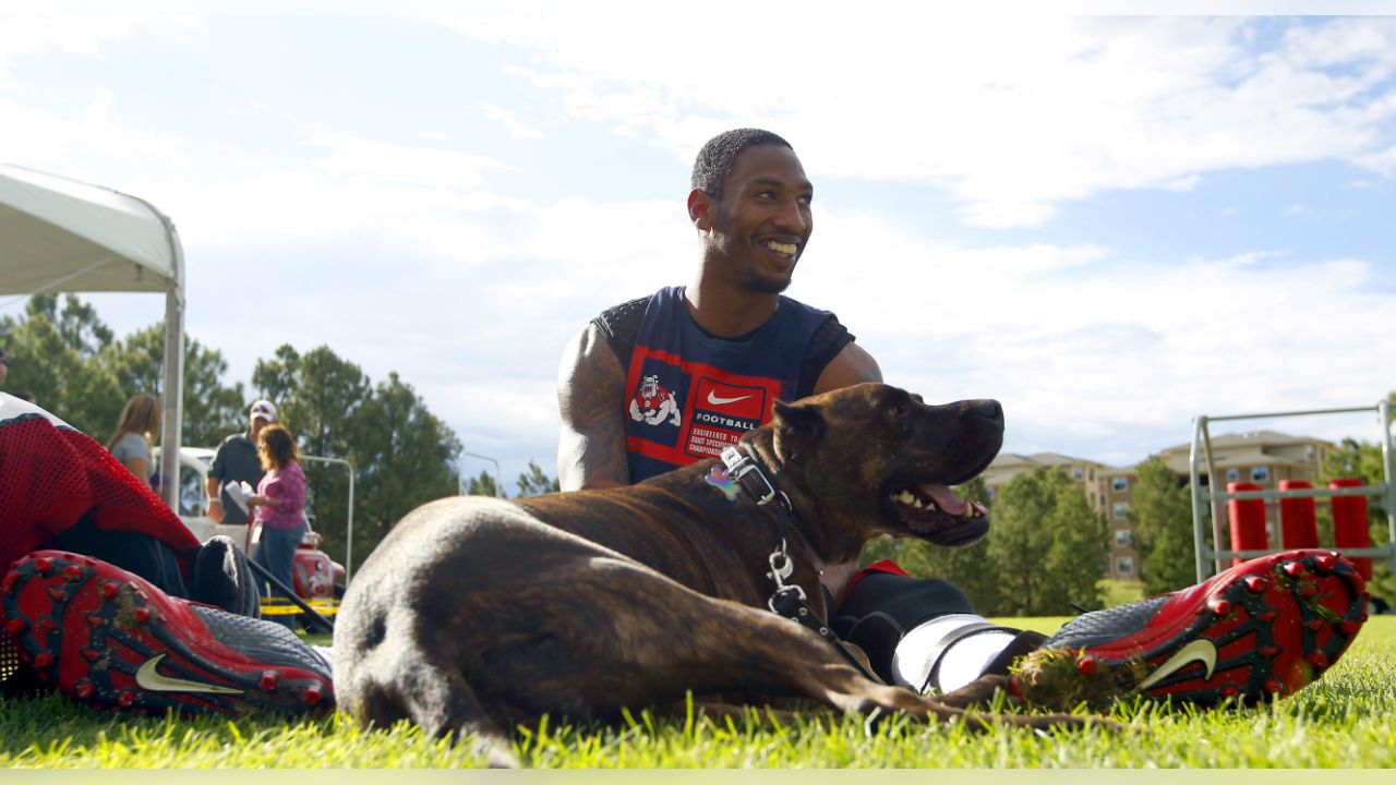 NFL dogs at practice and on the field