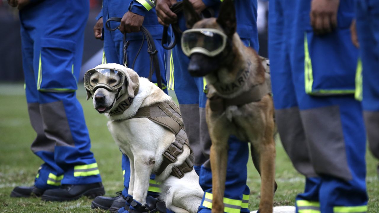 NFL dogs at practice and on the field
