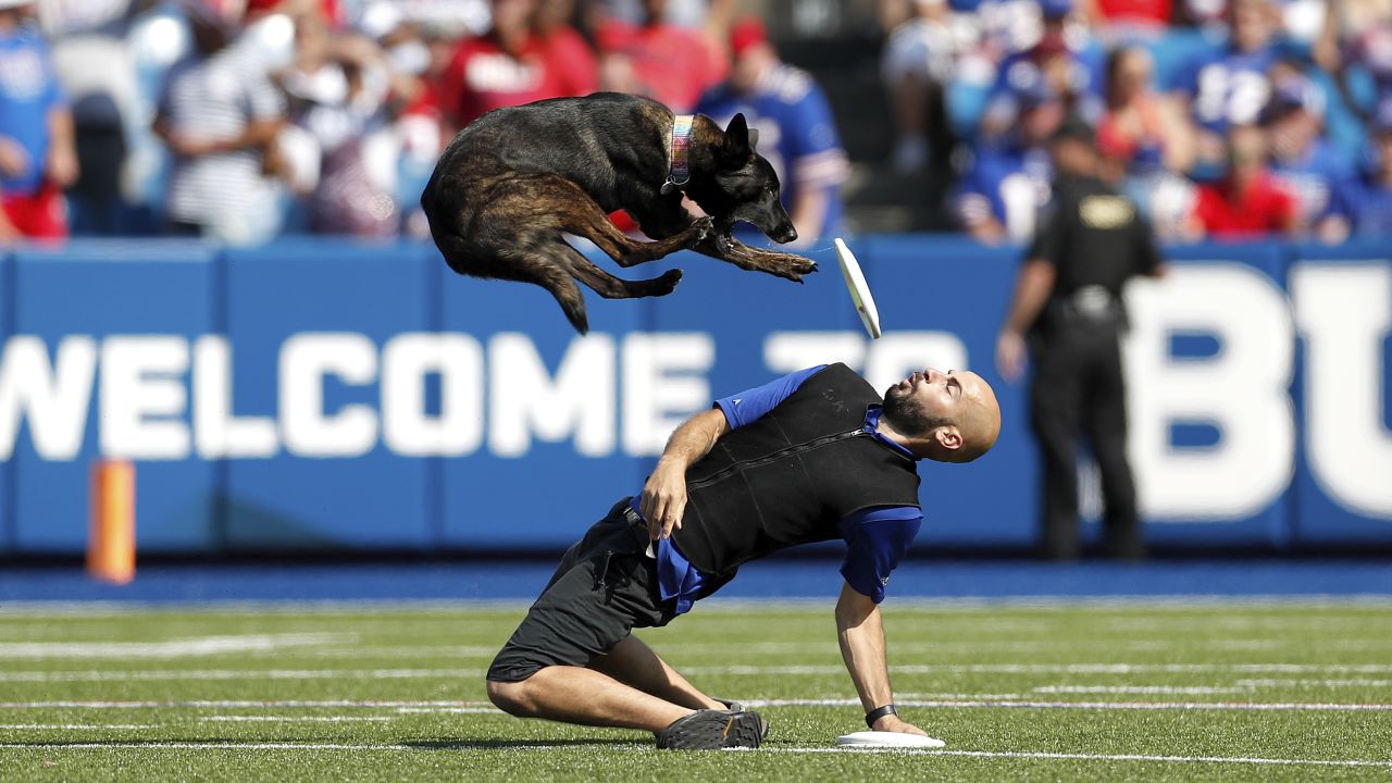 NFL dogs at practice and on the field