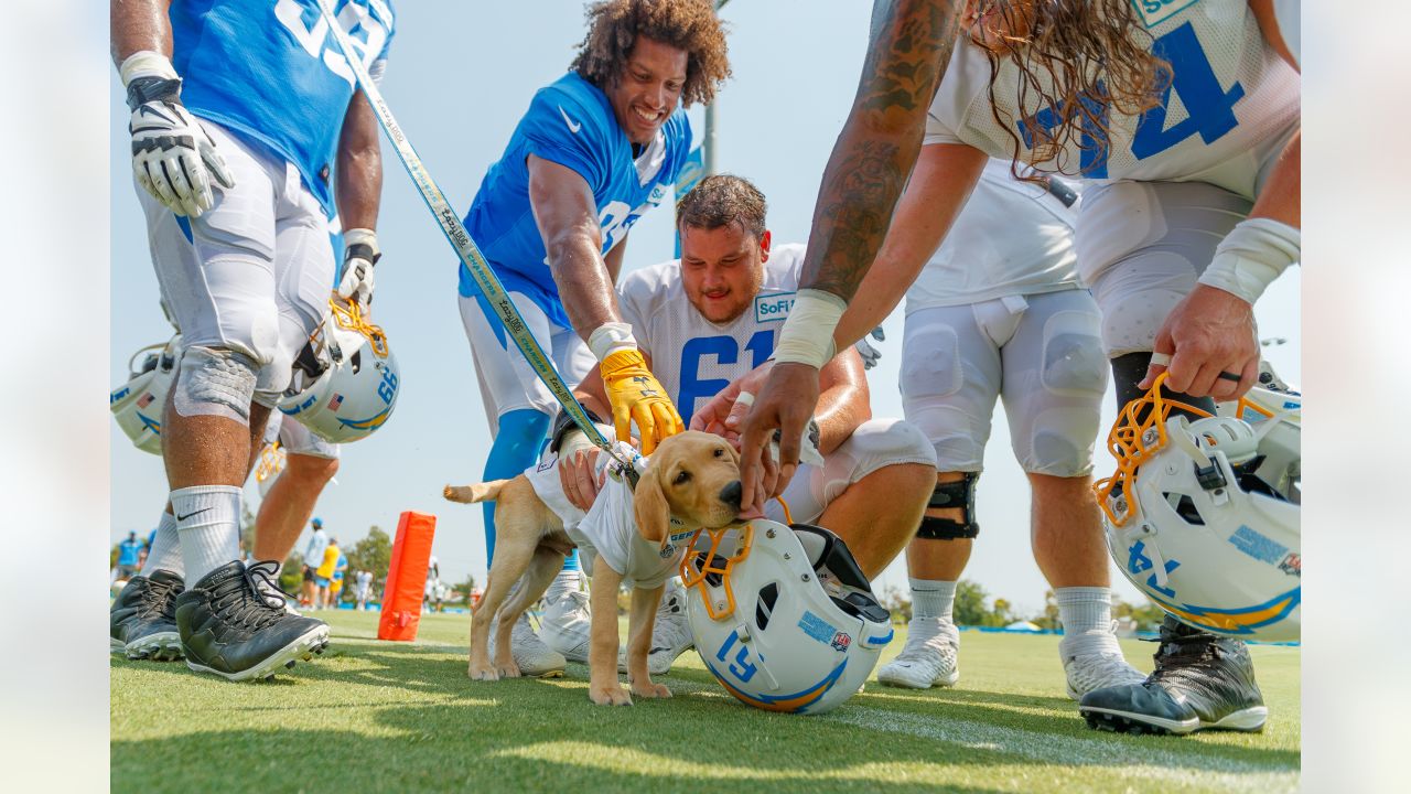 NFL dogs at practice and on the field