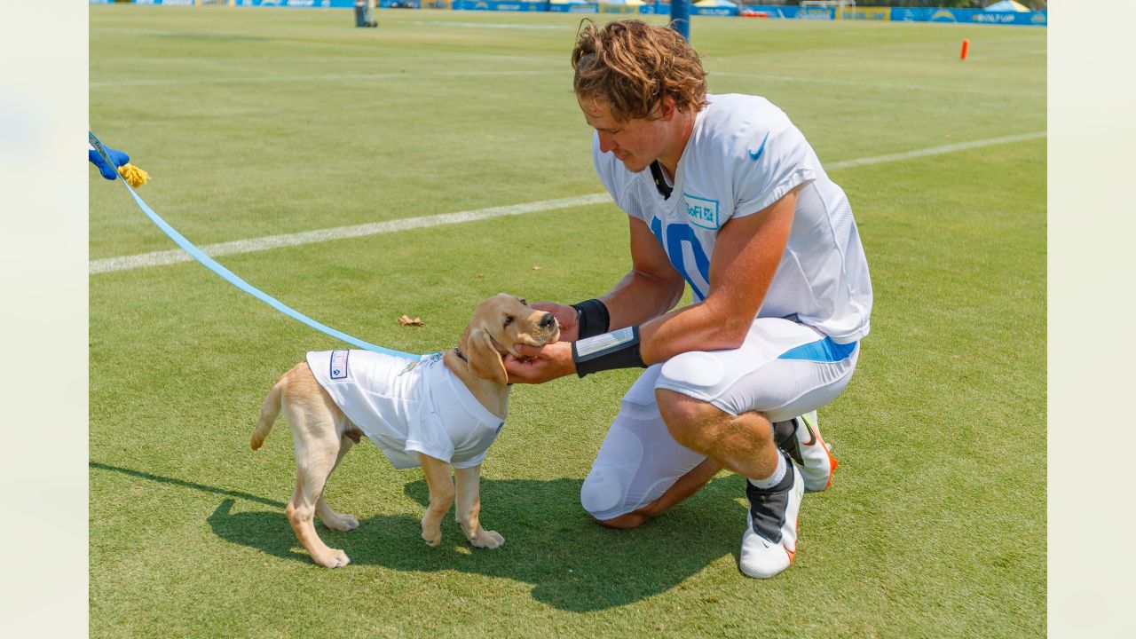 I have seen the future of the NFL, and all the players are dogs, and it is  good.