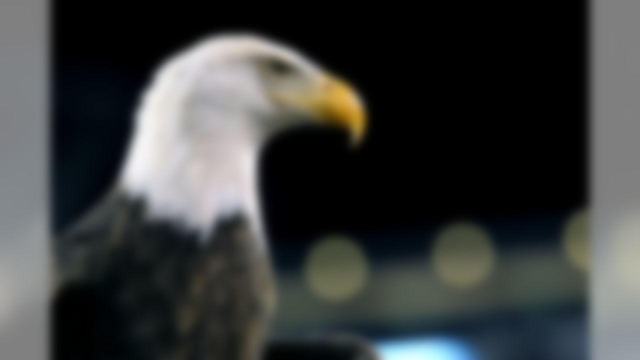 Challenger, a bald eagle flies before an NFL football game between the Philadelphia Eagles and the Carolina Panthers at Lincoln Financial Field on Monday, November 10, 2014 in Philadelphia. (Perry Knotts/NFL)