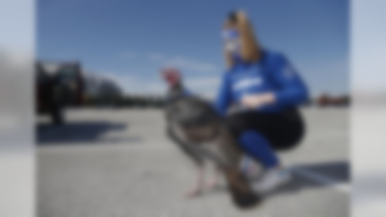 Al-Pal Hackett, of Lone Oak, Texas comforts a live turkey after it was removed from its cage in the parking lot at AT&T Stadium before an NFL football game between the Washington Redskins and Dallas Cowboys in Arlington, Texas, Thursday, Nov. 22, 2018.