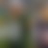 rodgers-trubisky-191023-sl.jpg