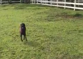 New Orleans Saints linebacker Alex Anzalone's dog Sammy crushes the 40-yard dash